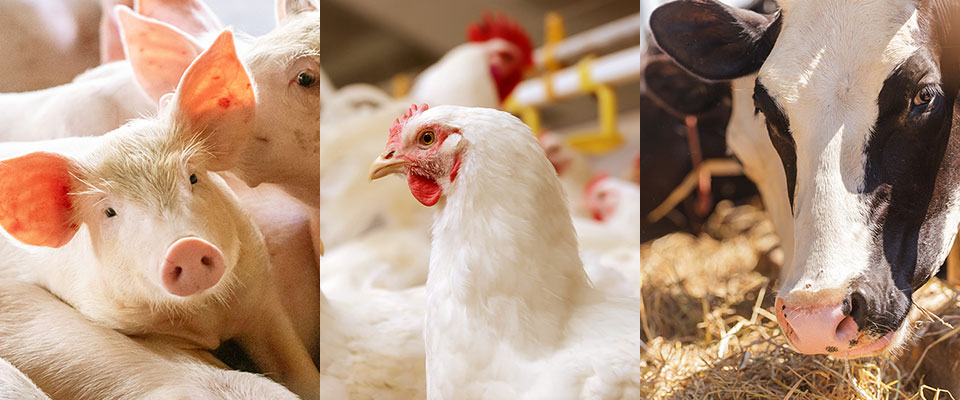 Animal Feed | Products & Service | FEED ONE CO., LTD. Animal Feed | Products & Service | FEED ONE CO., LTD.